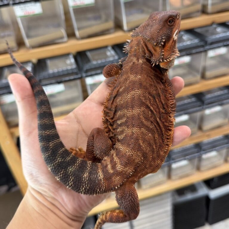 トカゲの販売・在庫一覧 | ファニーテール大阪